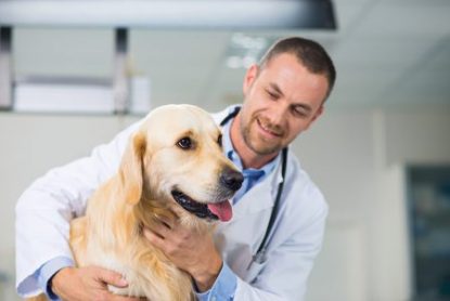 Mid-adult male vet examining a dog in the animal clinic.